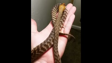 Woma Python Handling