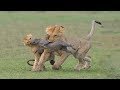 Hungry Lion Hunting Baby Warthog | Poor Baby Animals.