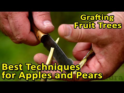 Grafting Fruit Trees | The best grafting techniques for Apples, Pears and other fruit trees