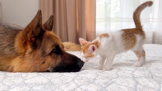 German Shepherd Attacked by Tiny Kitten with Love