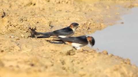Pair of Red-rumped Swallows collecting mud to build nest