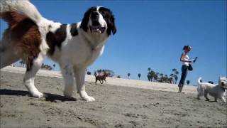 Rosie's Dog Beach in Long Beach, Calif.