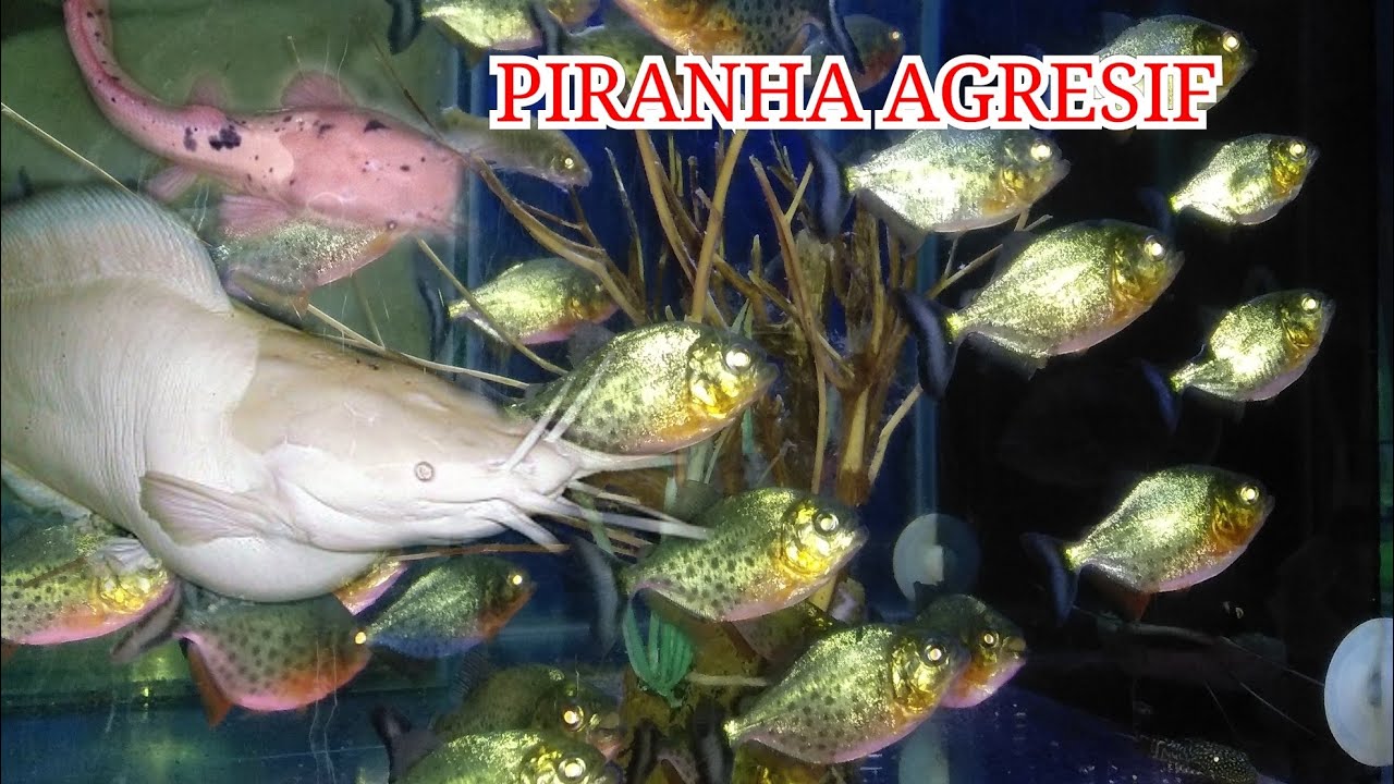 Ikan PIRANHA RBP kasih makan pake LELE KATAK YouTube