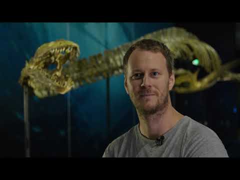 Video: Hvilken beskriver bedst en palæontologs arbejde?