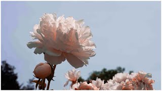 8K Flowers - Sony A1 1.3 Update 422 Sample Footage