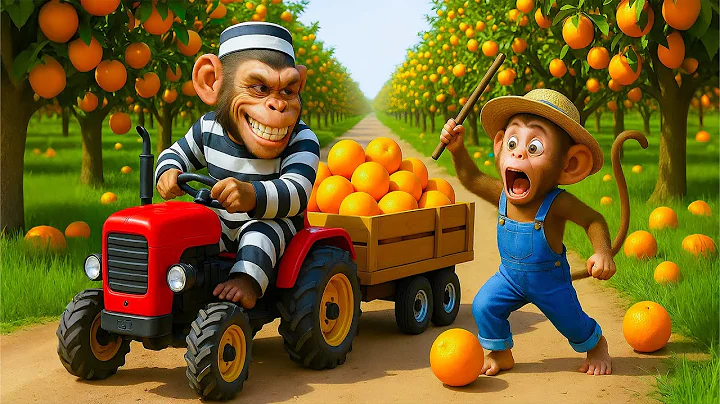 🍊🐒Baby monkey TOTO harvests Oranges and catches Sneaky Thief on the Farm 🌈✨TOTO MONKEY LIFE
