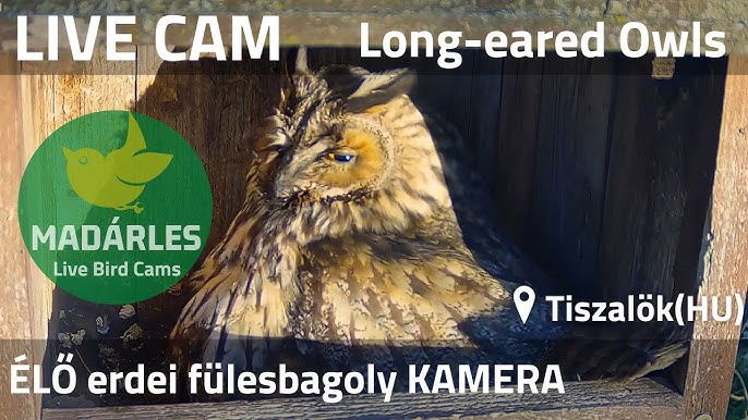 owl nest cam