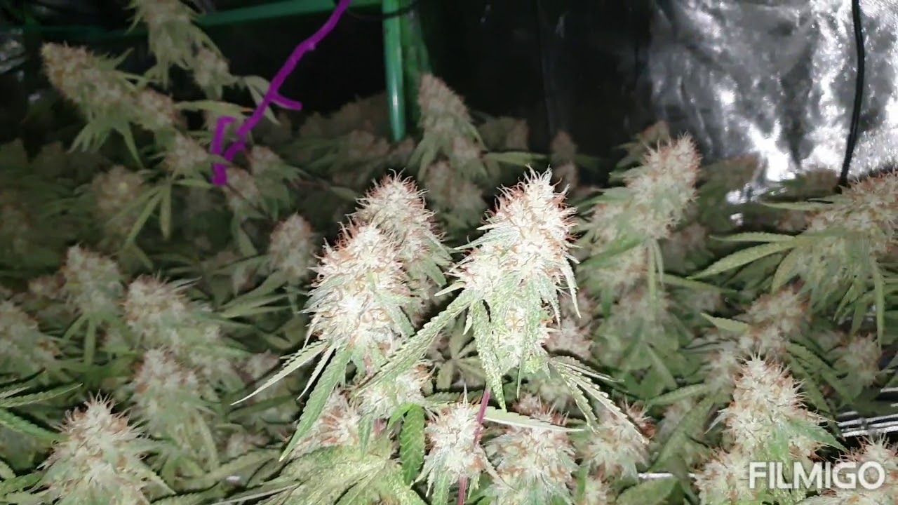 Glueberry OG by Dutch Passion week 6 day 5