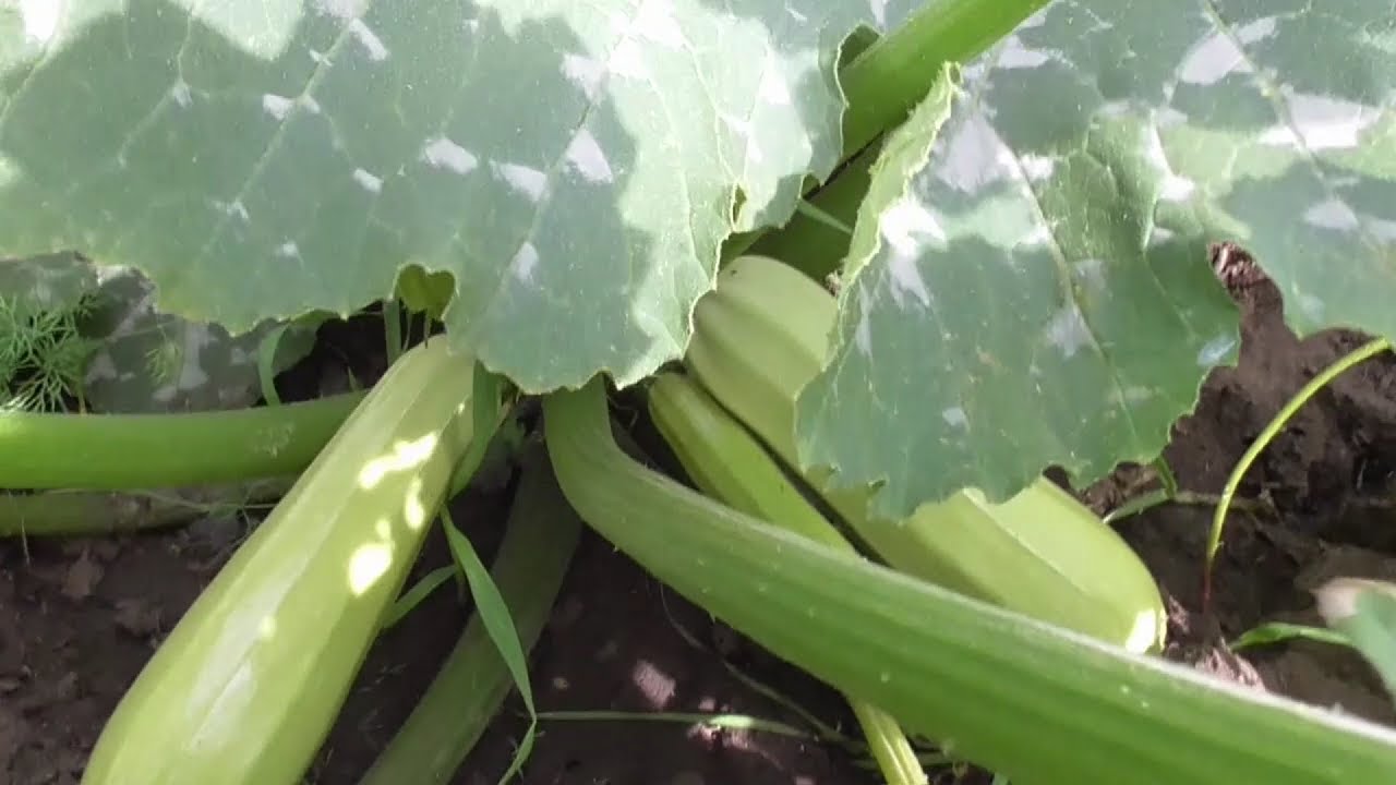 овощи помидор , лук, перец. кабачок баклажаны лук капуста. помидоры с морковью, капустой и луком. баклажан кабачок капуста. кабачок баклажаны лук капуста.