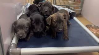 Puppies. A1335619,20,21,22,23,25,26,27