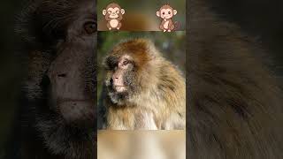 Cute Animal Learning for Kids 🐵🐧 | Monkey &amp; Penguin Facts for Toddlers #kidslearning