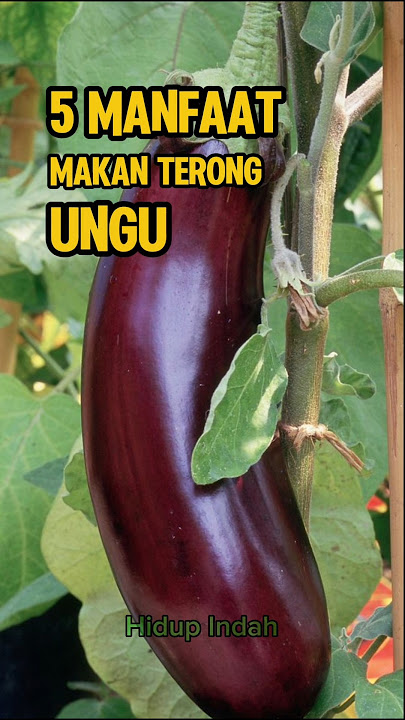 5 Manfaat Makan Terong Ungu, Yang Jarang Orang Tahu.