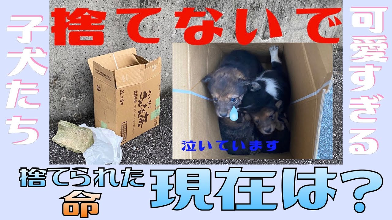 子犬 感動 段ボールに捨てられた子犬たちの現在は Youtube