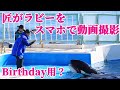 匠がスマホでラビーを動画撮影!! 鴨川シーワールド シャチ KamogawaSeaWorld  orca killerwhale