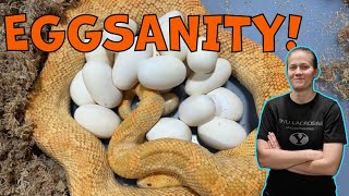 So Many SNAKE EGGS!  Part 1