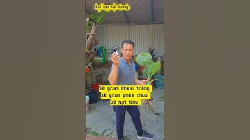 cách chữa chó dại cắn #shorts #ducsonhaiduong