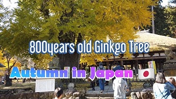 800 Years Old Ginkgo Tree | Autumn Feels | Stroll Japan 🇯🇵
