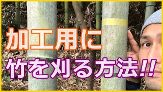 【竹林の利用】里山整備の一環で、竹を利用する!!加工用の竹はこのように切り出す!!気を付けるところは、枝の取り除き方!!