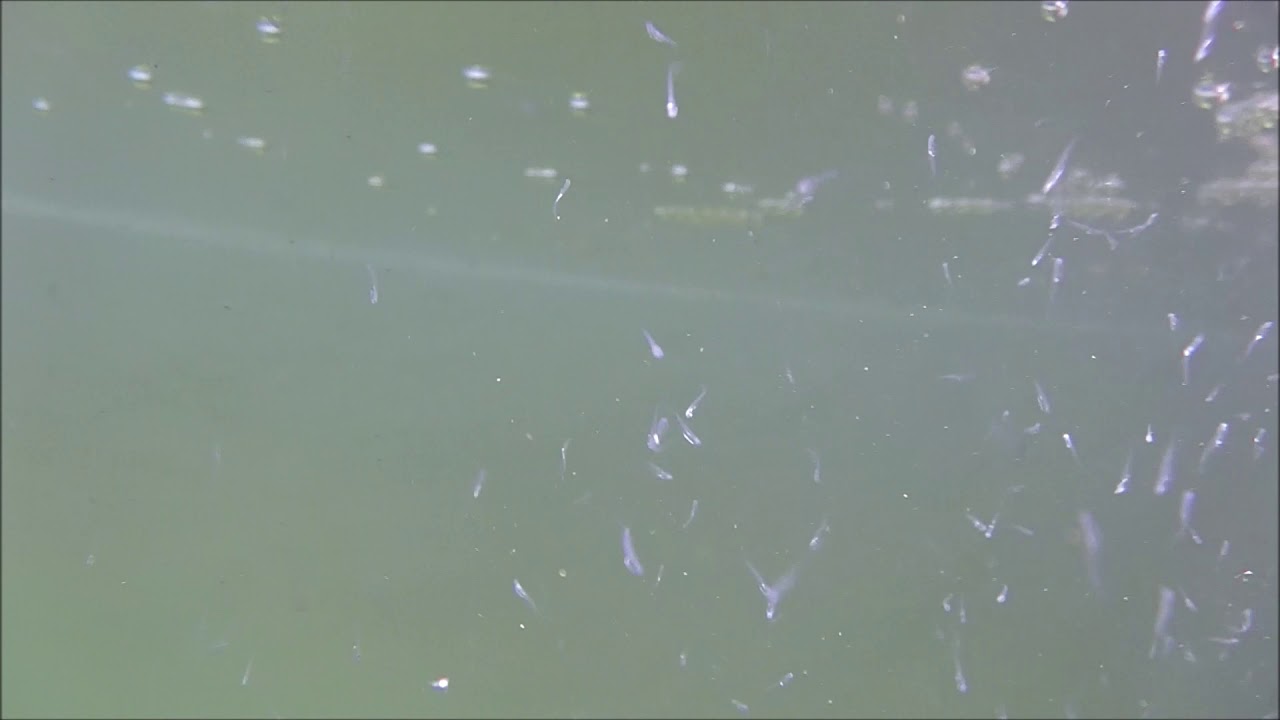 Perch larvae filmed under water, 24 hours after hatching. - YouTube