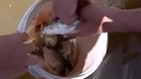 Ae đang bao vây thả lưới bắt cá Rô Phi dưới dịch tại Phú Lợi Đường