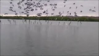 カツオドリの狩り