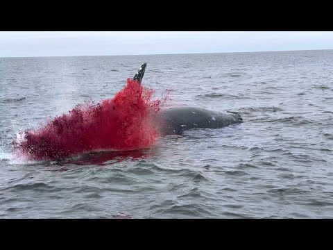 Видео: Японски кит: начин на живот, обхват, защита