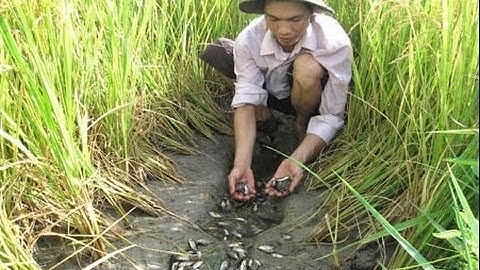 Xem bắt cá ở rừng U Minh Cà Mau