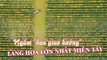 [KHÁM PHÁ] Làng hoa Cái Mơn và Làng hoa Sa Đéc - Vựa hoa lớn nhất nhì tại đồng bằng sông Cửu Long