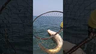 Fish fishing | Catching Fish | Hunting Fish From Hole Using Hook #00585