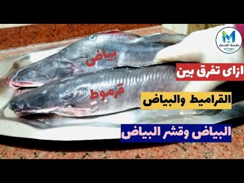 ايه الفرق بين القرموط وسمك البياض و الفرق بين سمك البياض وقشر البياض البياض النيلى والدقماق