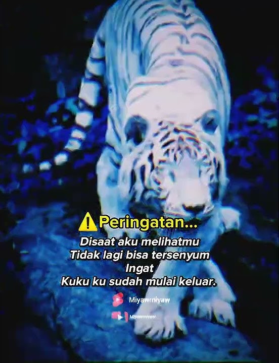 Story wa macan putih marah. pasti ini yang kalian cari hayyooo ngaku😆 #shorts