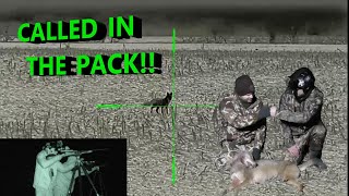 CALLED IN THE WHOLE PACK!! - Thermal Coyote Hunting with Cody from the Thin Blue Line Outdoors