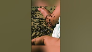 #shorts Ants mutate and attack humans, how do they escape?