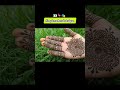 simple mehendi designs 🤩#trendingshorts #henna #mehndi #mehendidesigns #ytshorts
