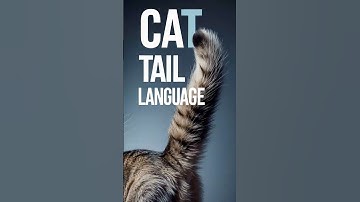 Understanding Cat Tail Language | Decode Cat Behavior
