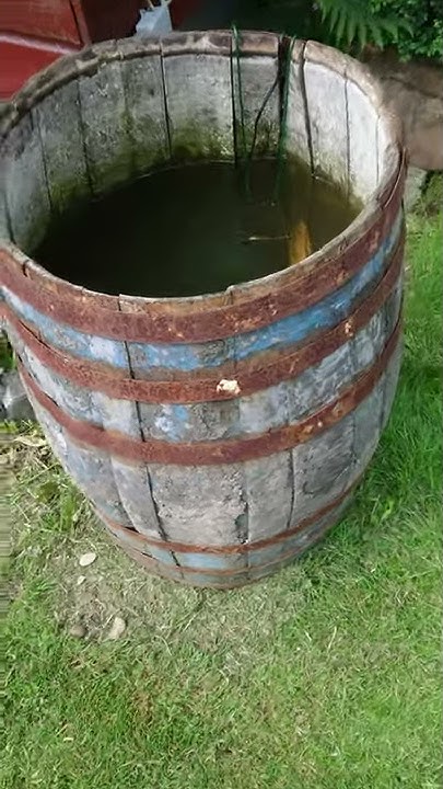 Mückenlarven in der Regentonne Teil 1 YouTube