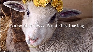 Flick Carding a Fine Fleece (Rambouillet)