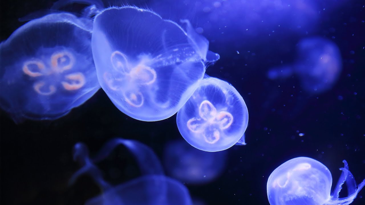 360度動画で水族館を見てみた ふわふわ泳ぐ海のゼリー クラゲのひみつ Katch キャッチネットワーク