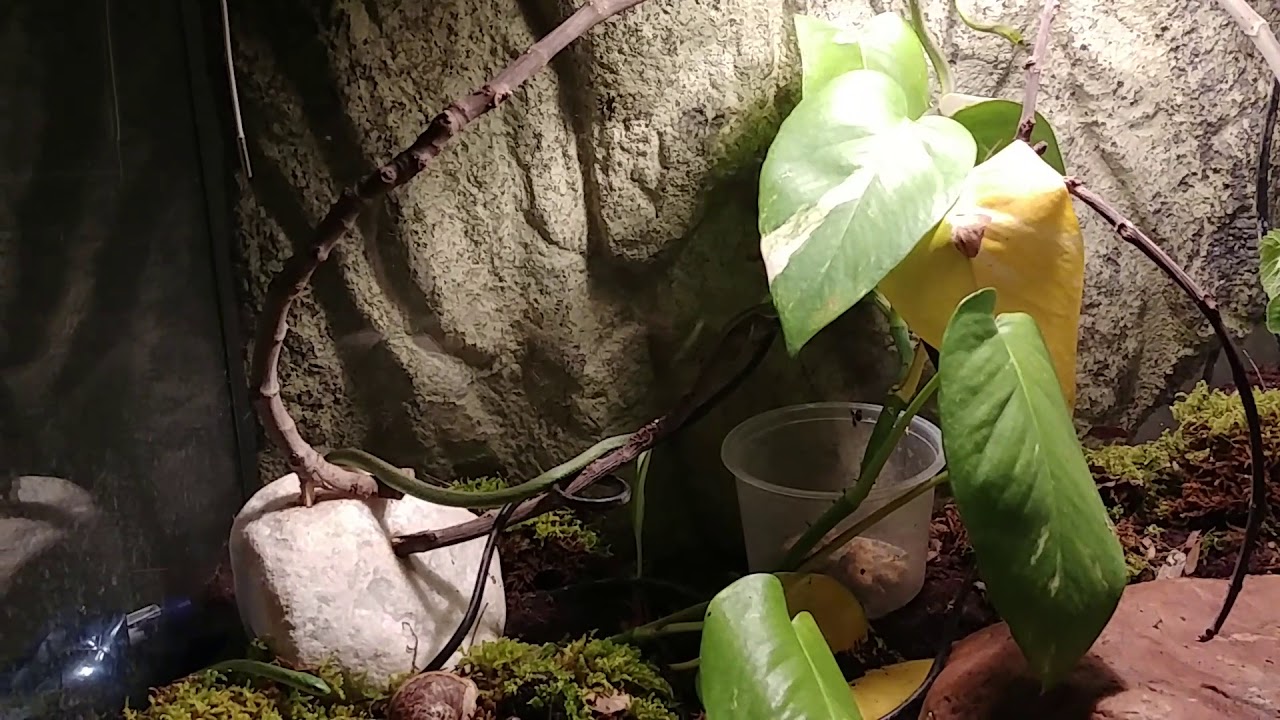 Rough green snake setup YouTube