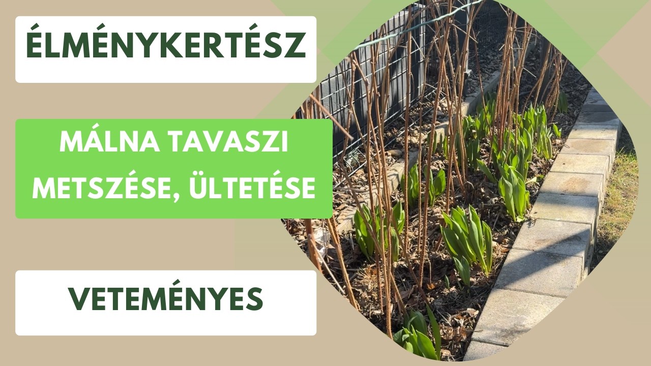 Málna tavaszi ápolása, lila és fekete málna ültetése✂️🌿