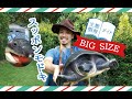 ★【飼育技師が解説】ＢＩＧスッポンモドキ！ 生態・飼育・餌・スッポンとの違い・体重測定など　Carettochelys insculpta @ZOOTIMEch
