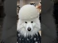 We Gave Our Samoyed an AFRO #samoyed #afro #funnydog #animals