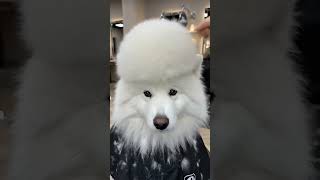 We Gave Our Samoyed an AFRO #samoyed #afro #funnydog #animals
