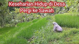 Rice Farming, Life in the Village | Hidup di Desa pergi ke sawah