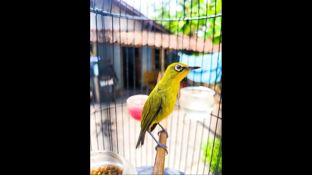 PUTAR VIDIO SETIAP MALAM 100%CEPAT MASUK