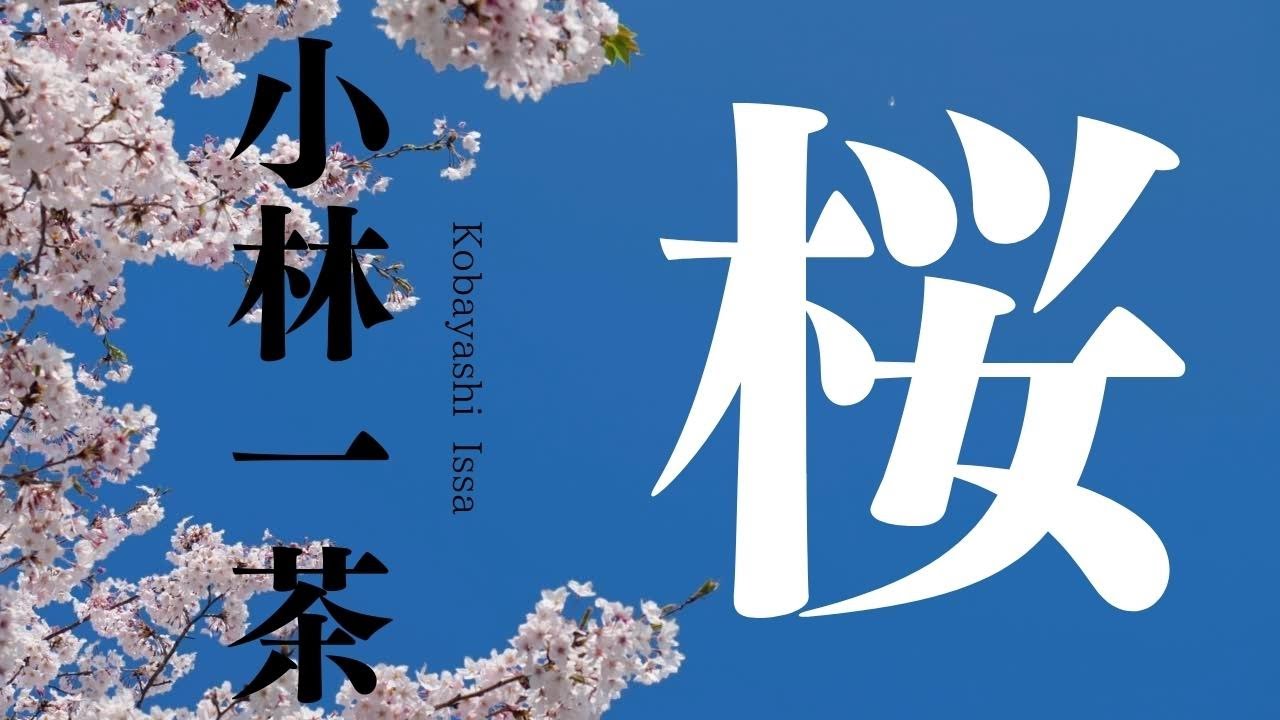 一茶の俳句【#３】桜　［Cherry blossoms Haiku written by Issa Kobayashi］