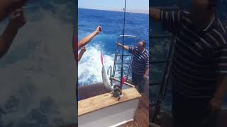 Barracuda We Love You 