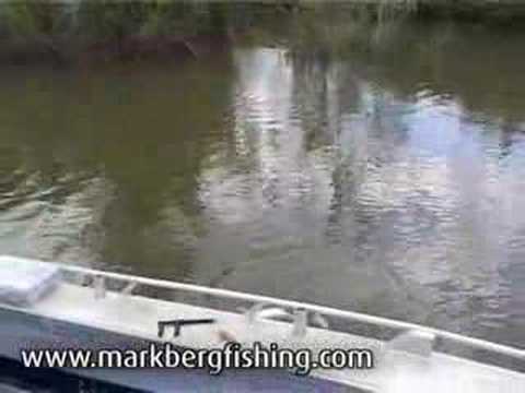 www.markbergfish...  - Hot Barramundi Session using Rapala Barra Magnum