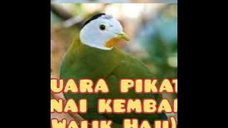 Download lagu Full HD suara pikat PUNAI KEMBANG ( WALIK HAJI ) 100% Original