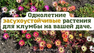 Однолетние засухоустойчивые растения для клумбы на вашей даче.💐